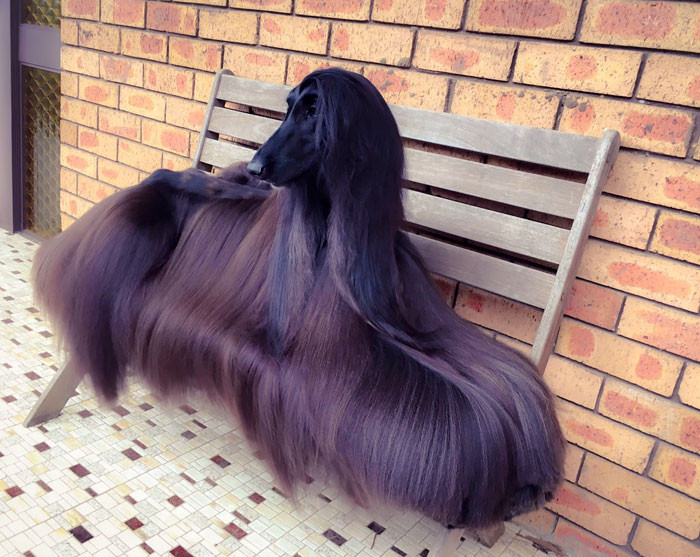 Ông Luke Kavanagh, chủ nhân của chú chó giống Afghan Hound với tên gọi là Tea đã nghĩ rằng chú chó của mình quá đẹp để giữ ở nhà. Ông cho bộ lông dài mượt rất ấn tượng của nó là độc nhất vô nhị trên thế giới.