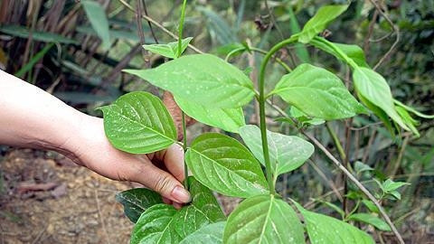 Lá ngón thuộc loại dây leo, ưa mát nên thường mọc dưới các tán cây. Thân và cành không có lông, lá mọc đối xứng, hình trứng thuôn dài. Cánh hoa màu vàng, khá giống hoa thiên lý trong khi quả màu nâu. Loài cây này phân bố khá phổ biến ở miền rừng núi nước ta như Hòa Bình, Lào Cai, Lạng Sơn, Tuyên Quang.