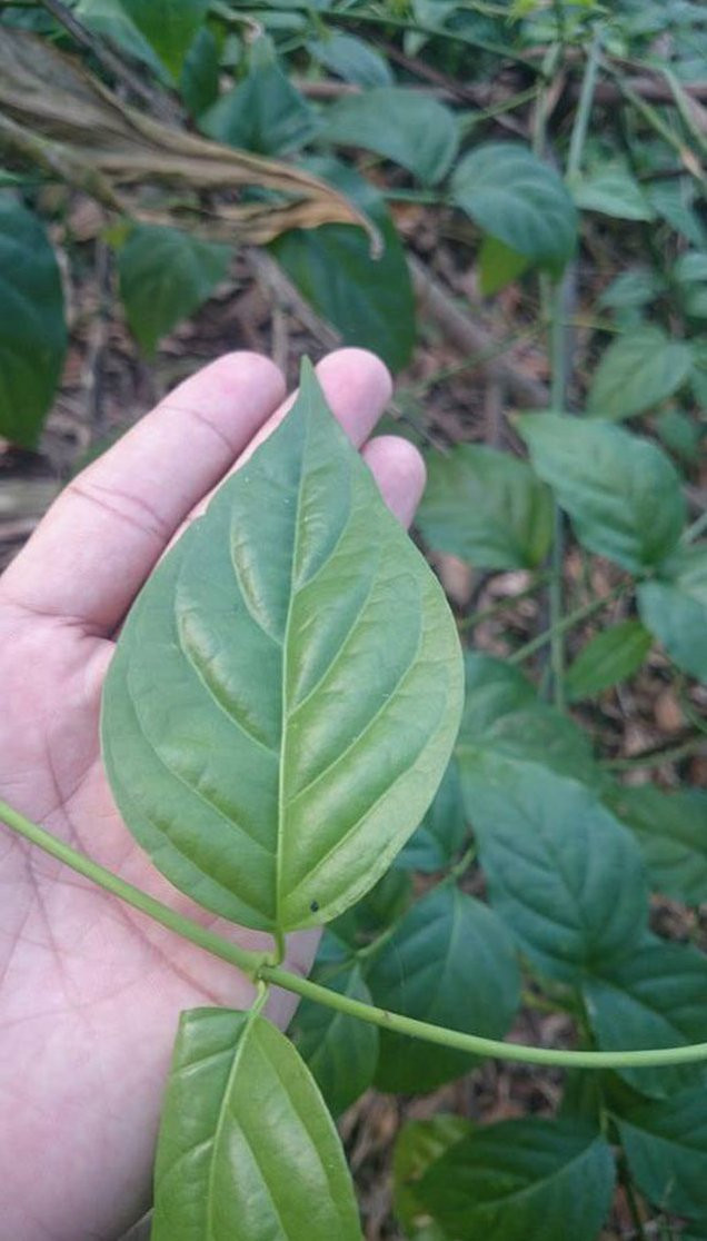 Alkaloid trong cây lá ngón được hấp thu rất nhanh qua đường tiêu hóa, chỉ từ 5-30 phút. Nạn nhân ăn lá ngón có thể tử vong trung bình từ 1-7,5h.