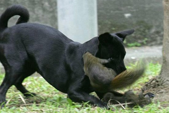 Chó. Loài chó chắc chắn sẽ đứng đầu danh sách những động vật trông nhà “siêu tốt”. Đây là loài vật đã được con người thuần dưỡng cách đây hàng nghìn năm. Đây cũng là loài vật rất mạnh mẽ, thông minh và cực kì trung thành với chủ nhân.