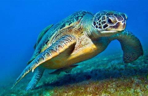 Rùa. Cũng nằm trong danh sách những động vật “móm” trong giới tự nhiên là rùa. Loài động vật này không có hàm răng nhưng hàm trên và hàm dưới có một lớp cứng giống mỏ chim, lớp cứng đó thay thế cho răng để ghiền nát thức ăn.