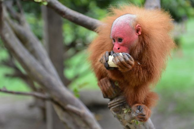 Khỉ đầu đỏ Uakari. Khỉ đầu đỏ Uakari nổi bật với khuôn mặt đỏ rực và cái đầu trọc trông rất hài hước. Đây là loài khỉ đuôi ngắn Nam Mỹ, sống tại lưu vực sông Amazon. Loài động vật này cũng biết dự trữ thức ăn trên cây để đề phòng những ngày vào mùa khô, thức ăn trở nên khan hiếm.