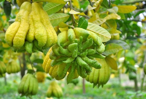 Theo quan niệm dân gian, phật thủ là loại quả dùng để thờ cúng vì có mùi thơm quyến rũ, tác dụng lưu giữ thần, Phật và gia tiên lưu lại trong nhà lâu hơn để phù hộ cho gia chủ, mang lại nhiều may mắn trong năm mới, phồn thịnh về của cải, sức khỏe…