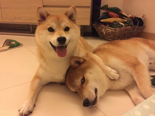 Chó Shiba Inu. Shiba Inu là một trong những giống chó nổi tiếng nhất Nhật Bản với ngoại hình dễ thương, có kích thước có thể nhỏ gọn và tuyệt đối trung thành. Loài khuyển này còn có thính giác nhạy bén, chịu được cả môi trường nóng và lạnh.
