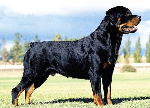 Chó Rottweiler. Chó Rottweiler được xem là một trong Tứ đại quốc khuyển huyền thoại của Đức. Giống chó này rất trung thành và là một trong những giống chó dữ nhất trên thế giới với bản năng sát thủ, sức mạnh và bộ hàm chết người. Cũng giống như chó Becgie, chó Rottweiler cũng được dùng nhiều trong các lực lượng bảo vệ, cảnh sát, quân đội.