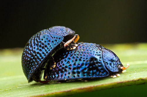 Bọ cánh cứng Chauliognathus lugubris. Bọ cánh cứng Chauliognathus lugubris thường "rủ nhau" sex tập thể. Điều đặc biệt là cấu tạo mai cứng không ảnh hưởng đến khả năng làm "chuyện ấy" của chúng.