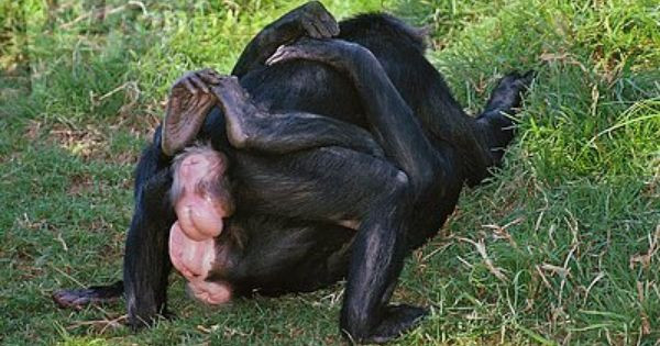 Khỉ Bonobo. Khỉ Bonobo đực là những con vật lưỡng tính, có nhu cầu tình dục rất mạnh mẽ. Những con khỉ đực thậm chí có thể quan hệ với cả con đực và con cái suốt cả ngày mà không hề có thời gian hay lý do cố định nào.