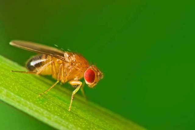 Nếu như các nhà khoa học phải huấn luyện chó và chim bồ câu để phát hiện được ung thư thì đối với ruồi giấm, các nhà khoa học không cần phải huấn luyện chúng mà có thể được đưa vào ứng dụng ngay.