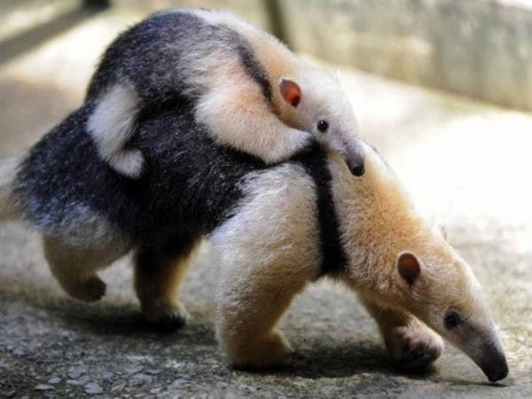 Thú ăn kiến. Loài thú ăn kiến không có răng và chúng sử dụng chiếc lưỡi dài dính của mình để bắt mồi. Thức ăn của nó là kiến và mối, được nghiền nát bằng các mấu sừng trong miện và dạ dày.
