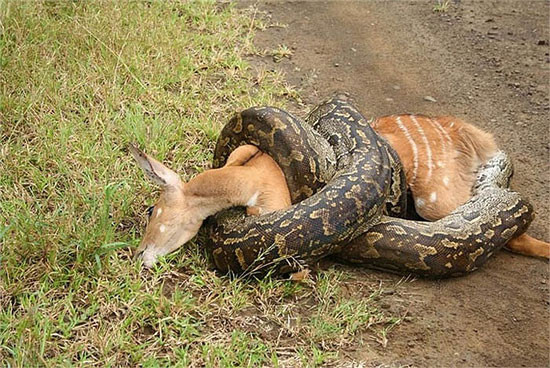 Điều đặc biệt của loài trăn này là có tới 2 lá phổi (các loài trăn khác chỉ có 1 lá phổi). Ngoài ra, trên cơ thể nó vẫn còn 2 cái chân nhỏ bị teo lại, vốn là cặp chân thoái hóa của loài bò sát cổ.