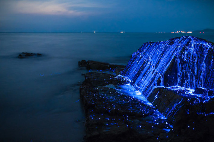 Đom đóm biển. Đom đóm biển hay còn được gọi là tôm biển phát quang có kích thước tý hon, chỉ dài ba milimet, thuộc lớp giáp xác với lớp giáp hình tròn trơn nhẵn và trong suốt. Theo một nghiên cứu khoa học, đom đóm biển phát quang nhờ phản ứng giữa enzym luciferase, chất đạm luciferin và phân tử oxy.