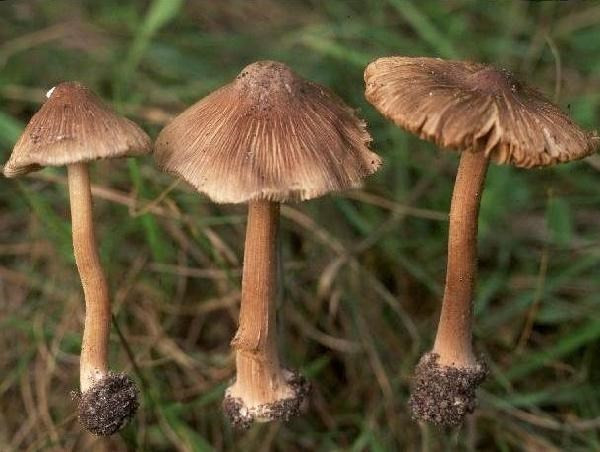 Nấm mũ khía nâu xám. Nấm mũ khía nâu xám có mũ nấm hình nón đến hình chuông, đỉnh nhọn, có các sợi tơ màu từ vàng đến nâu tỏa ra từ đỉnh mũ xuống mép mũ nấm; cuống nấm có màu từ hơi trắng đến vàng nâu dài 3-9cm, không có vòng cuống; thịt nấm cũng có màu trắng. Loại nấm này thường mọc trên đất rừng hoặc nơi có nhiều lá cây mục nát.