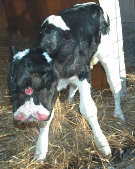 6. Bê hai đầu. Chú bê này được sinh ra ở Virginia, Mỹ. Chủ nhân của con bê này là anh nông dân Kirk Heldreth. Anh đã cố gắng sử dụng phương pháp thụ tinh nhân tạo trên một con bò để sản xuất bò tốt nhất có thể. Nhưng sự bất thường này đã di truyền sang chú bê con.