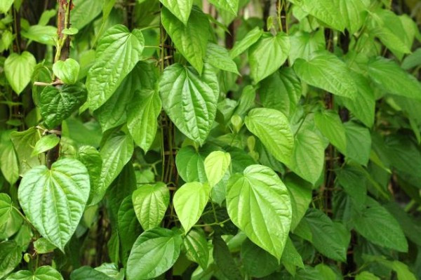 Thậm chí, bạn có thể kết hợp lá trầu không với chanh, gừng - những nguyên liệu cũng có tính khử mùi, kháng khuẩn để tăng hiệu quả trị mồ hôi nách. (Nguồn Trinambichnguyet)