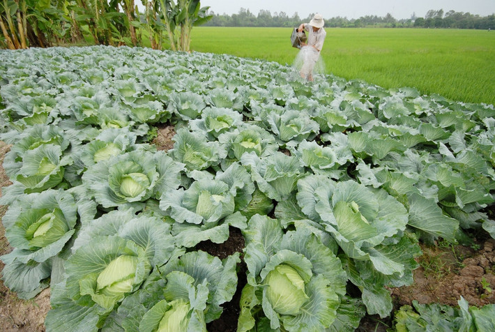 Đồng thời, do hàm lượng kali trong bắp cải thấp nên nó còn giúp nhiệm vụ lọc máu của thận trở nên nhẹ nhàng hơn. (Nguồn Zing)