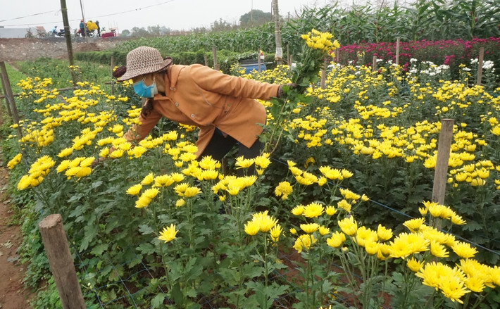 Những vườn hoa trải dài khoe sắc. Được bồi đắp bởi phù sa sông Đáy cùng những bàn tay hay lam hay làm của người dân chân chất, mộc mạc mà từ nhiều năm nay, vùng đất này đã được phủ đầy các luống hoa nhiều màu sắc rực rỡ.