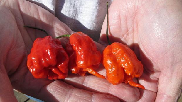 10. Món ăn cay nhất thế giới: Ớt Infinity có vị cay lên tới 1.067.286 độ Scoville (Độ cay Scoville biểu thị mức cay của ớt do nhà hóa học người Mỹ Wilbur Scoville đề xuất năm 1912). Những ai ăn phải loại ớt này đều phải nhập viện vì phồng rộp, cháy khoang miệng.