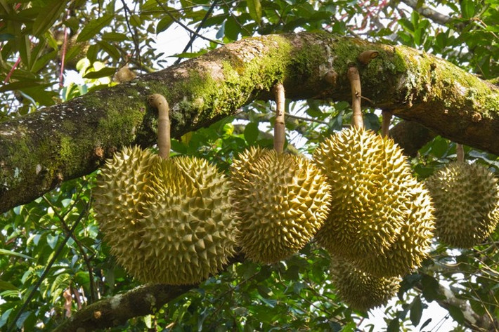 3. Món ăn có mùi hương đặc biệt nhất: Sầu riêng – một loại trái cây đặc trưng của miền Nam Bộ, Việt Nam. Nhiều người phải lắc đầu trước hương vị đặc trưng của nó, nhưng nếu thực sự đã biết ăn loại trái cây này sẽ thấy nó ngon tuyệt và dường như bạn không thể ngừng ăn khi đã thử miếng đầu tiên.