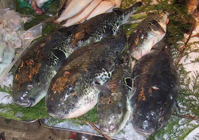 8. Món ăn nguy hiểm nhất thế giới: Fugu được làm từ thịt cá nóc và rất được ưa chuộng tại Nhật. Đây là món ăn được mệnh danh là nguy hiểm nhất thế giới bởi cá nóc chứa một lớn chất kịch độc trong gan và buồng trứng, có thể gây chết người nếu không được chế biến cẩn thận.