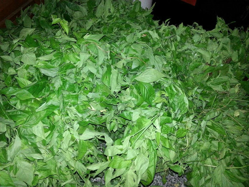 Để làm món xôi tím người ta đồ xôi với lá cây khảu cẳm (còn gọi khẩu cắm hoặc nếp cẩm) chỉ có ở vùng cao.