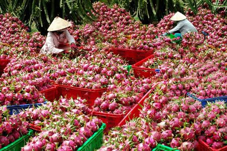 Thanh long: Sau dưa hấu, thanh long cũng là loại quả Việt Nam không bao giờ phải nhập khẩu vì sản lượng thanh long của Việt Nam không những cung cấp đủ cho thị trường trong nước mà còn xuất khẩu đi một số nước trên thế giới với khối lượng lên đến 1,1 triệu tấn mỗi năm.