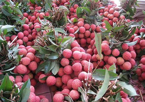 Vải thiều: Là loại quả không chỉ nổi tiếng khắp Việt Nam, vải thiều còn được nhiều nước trên thế giới biết đến. Hiện nay có 2 loại vải thiều là vải thiều Lục Ngạn và vải thiều Thanh Hà. Ngoài phục vụ nhu cầu trong nước, năm 2016, Việt Nam còn xuất khẩu 77.000 tấn vải thiều sang các nước như: Trung Quốc, Mỹ, Nhật Bản,...