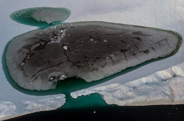 Một tảng băng có hiện tượng tan chảy khi trôi ở vịnh băng Ilulissat, đảo Greenland.