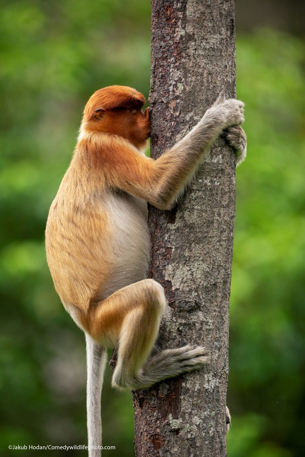 Chia sẻ về bức ảnh đạt giải Highly Commended, tác giả Jakub Hodan nói: "Không rõ con khỉ đang ngoái mũi hay hôn cây nữa. Cây cối có vai trò quan trọng trong cuộc sống của loài khỉ".
