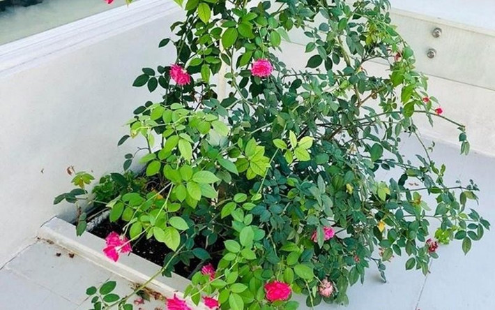 Ngoài cây cối, rau củ Công Vinh còn trồng thêm hoa quanh nhà.
