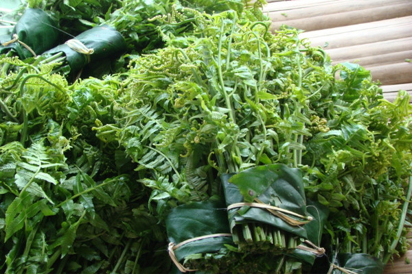 Rau dớn rừng. Là đặc sản của vùng cao nguyên rừng núi, nó thuộc họ dương xỉ nhưng nhỏ hơn, mọc hoang dại nơi bờ suối, bờ khe, dưới các tán rừng thấp có độ ẩm ướt cao và tránh ánh nắng mặt trời. Ảnh: Phunu.net.