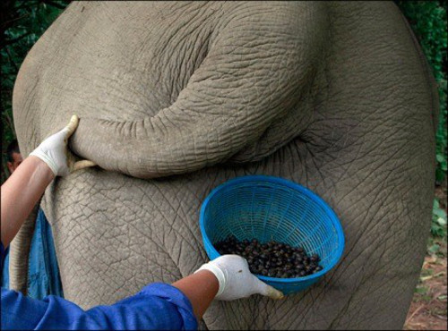 Sản phẩm cuối cùng được cho là có hương thơm đậm đà, mùi socola hạt dẻ và vị anh đào cùng thuốc lá.