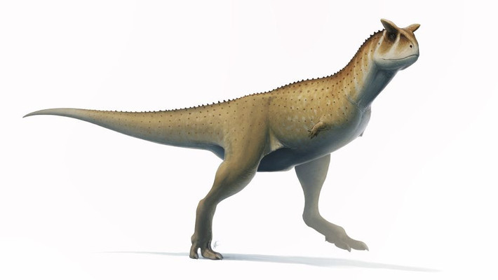 Abelisaurids có thể là con mồi của những con khủng long cổ dài, hai chi trước của chúng quá nhỏ và gần như đã bị tiêu biến hoàn toàn. Do đó, về cơ bản, hai chi trước củn G. ochoai là vô dụng. Nguồn: Fred Wierum; CC BY 4.0 via Wikimedia Commons.