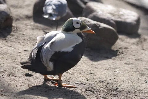 Spectacled Eider, một loài chim biển Bắc Cực, có ngoại hình ngộ nghĩnh như đang đeo kính. Vào mùa đông loài này ăn động vật thân mềm, nhưng khi mùa hè đến chúng lại ăn cỏ và quả mọng. Nguồn: Manuela Schewe-Behnisch/Eveem/Getty Images.