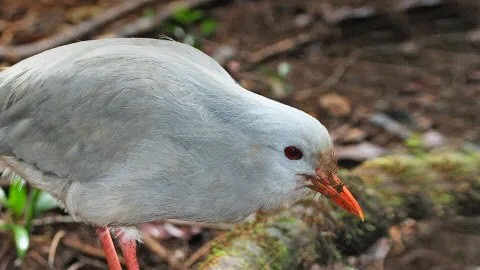 Kagu có đôi cánh lớn nhưng kích thước lại chỉ bằng một con gà bình thường. Đây là loài chim không biết bay, nhưng đôi cánh của nó có một chức năng quan trọng: chúng vỗ cánh nhẹ trên mặt đất, tỏ vẻ như đang bị thương để đánh lạc hướng kẻ săn mồi. Nguồn: San Diego Zoo.