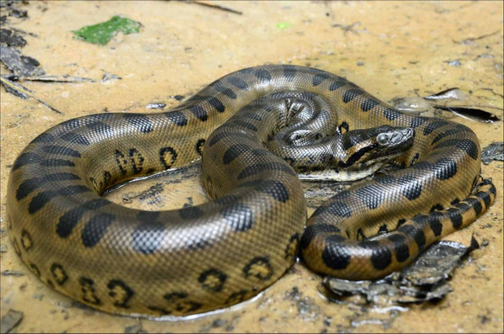 Anacondas được coi là loài rắn mạnh nhất trên thế giới. Trên thực tế, anaconda xanh cũng giữ danh hiệu rắn nặng nhất thế giới với trọng lượng khoảng 499 kg. Một con Anacodas trưởng thành có thể giết con nai lớn, báo đốm. Lực siết của nó tương ứng với ít nhất lực của 10 người đàn ông. Nguồn: a-z-animals