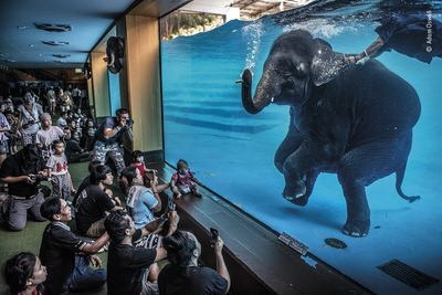 “Elephant in the room” Adam Oswell, Australia. Đây là bức ảnh được chụp từ một màn trình diễn được quảng cáo là mang tính giáo dục và là bài thể dục cho những chú voi, nhưng Adam đã bị bối rối bởi anh cho rằng đây là hành vi bóc lột voi. Nguồn: Adam Oswell/Wildlife Photographer of the Year.