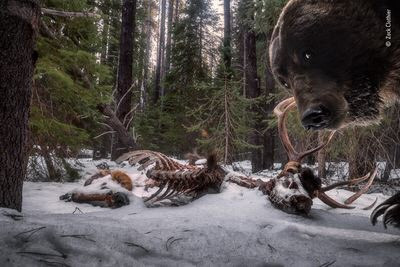 “Grizzly leftovers” của Zack Clothier, một con gấu xám rất thích thú với chiếc bẫy ảnh của nhiếp ảnh gia. Điều này đã tạo nên một khoảng khắc đắt giá giúp anh chiến thắng giải thưởng "Nhiếp ảnh gia động vật hoang dã của năm ". Nguồn: Zack Clothier/Nhiếp ảnh gia động vật hoang dã của năm.