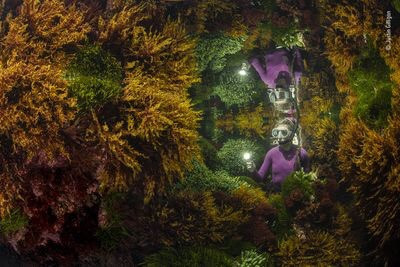 “Rich reflections” của Justin Gilligan, Australia. Anh đã chụp ảnh một kiểm lâm biển và hình ảnh phản chiếu trong rong biển. Tại rạn san hô nhiệt đới ở cực nam của thế giới, Justin muốn cho thấy sự quản lý cẩn thận của con người giúp bảo tồn rừng rong biển Nguồn: Justin Gilligan/Wildlife Photographer of the Year.