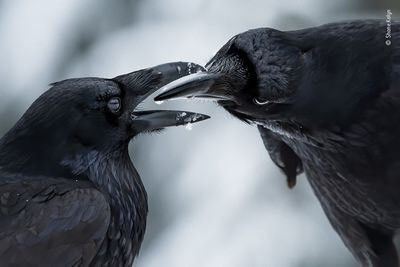 “The intimate touch” (cái chạm thân mật) của Shane Kalyn, Canada. Đây là bức ảnh nói về "màn tán tỉnh của hai con quạ". Shane đã chụp bức ảnh này vào giữa mà đông, mùa sinh sản của quạ. Chúng trao đổi những món quà- rêu, cành cây và những viên đá nhỏ... Nguồn: Shane Kalyn/Wildlife Photographer of the Year.