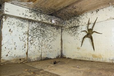 “The spider room” của Gil Wizen, Israel/Canada. Gil Wizen nhìn thấy một con nhện độc nhất thế giới đang trốn dưới gầm giường của mình cùng với những con nhện con. Trước khi đuổi chúng ra ngoài, Gil đã "chộp" lấy khoảnh khắc rùng rợn này bằng việc sử dụng phối cảnh cưỡng bức để khiến nhện mẹ trông lớn hơn bình thường. Nguồn: Gil Wizen/Wildlife Photographer of the Year.