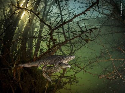 “Where the giant newts breed” của João Rodrigues, Portugal. Đây là hình ảnh những con kỳ nhông gân guốc sắc nhọn trong một khu rừng ngập nước đang "tán tỉnh" nhau. Nguồn: João Rodrigues/Wildlife Photographer of the Year.