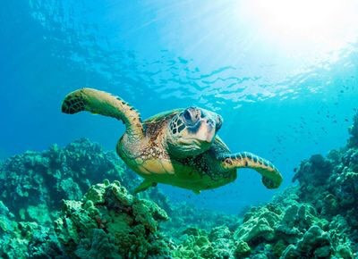 Tất cả các loài rùa biển đều có cảm giác địa từ. Rùa biển luýt có một đốm màu hồng nhạt trên đầu, cung cấp cho rùa thông tin về các mùa, giúp chúng biết khi nào là mùa cần phải di cư. Nguồn: idreamphoto/Shutterstock