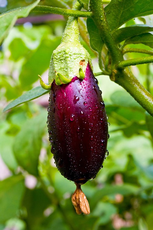 Chú ý kiểm tra sâu bệnh thường xuyên để có biện pháp phòng trị kịp thời. Các đối tượng gây hại chính là sâu xám, sâu ăn lá, bọ rùa chấm, nhện đỏ, rệp... Dùng các loại thuốc trừ sâu như trong danh mục cho phép để phun trừ. Tránh để bị úng ngập nhằm tránh các bệnh hại do nấm và vi khuẩn như lở cổ rễ, thối gốc,...
