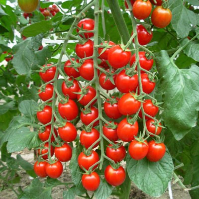 Bên cạnh đó, người bị bệnh sỏi mật cũng không nên ăn cà chua do cà chua có lượng axit hữu cơ tương đối lớn và có thể gây ra co thắt túi mật tính bình. Ảnh: hstatic.