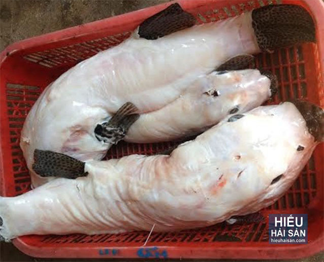 Cá mặt thỏ có phần đầu rất lớn, óc cá rất to. Phần đuôi lại khá giống cá mú bông (về hình dạng và có đốm đen), nhưng phần thịt lại hấp dẫn gấp nhiều lần so với cá mú. Ảnh: hieuhaisan.