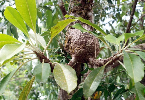 Cây bí kỳ nam là một vị thuốc nam, chỉ thấy mọc ở các tỉnh phía nam, nhất là các tỉnh Tây Nguyên như: Gia Lai, Đăk Lăk, Kom Tum, Lâm Đồng….. và một số tỉnh khu vực Nam bộ. Ảnh: namlimxanh.
