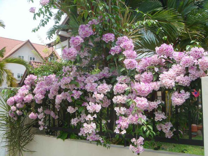Hoa lan tỏi nở rộ từ tháng 9 - 10, hoa nở dày thành từng chùm sai có thể phủ kín cả hàng rào. Ảnh: khoahocphattrien.