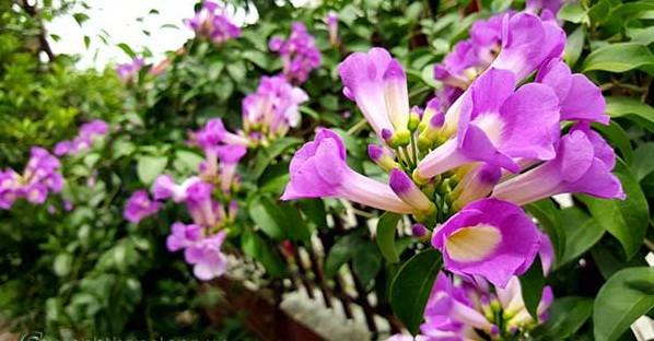 Ngoài khả năng đuổi rắn, hoa lan tỏi còn có thể sử dụng làm thuốc giúp an thần, trị đau lưng, bổ thận…Ảnh: tronghoa.