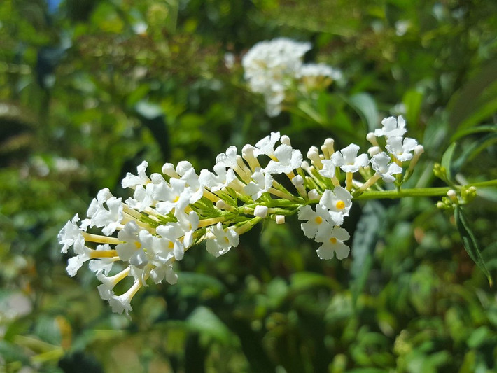 Hoa và lá bọ chó có vị đắng, cay, mùi thơm, được dùng chữa ho, hen, sốt rét... Ảnh: flickr.