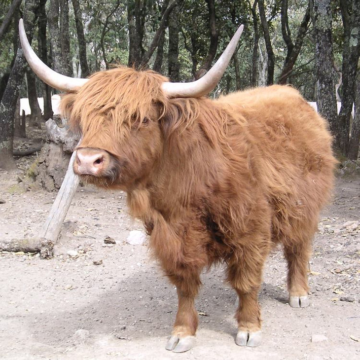 Bò tóc rậm là giống bò nhà có nguồn gốc ở vùng cao nguyên Scotland, sống ở khu vực gần vòng Bắc Cực. Ảnh: wikipedia.